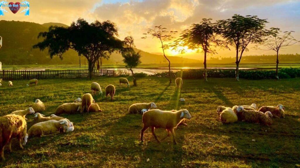 Đồng cừu Suối Tiên ở đâu?