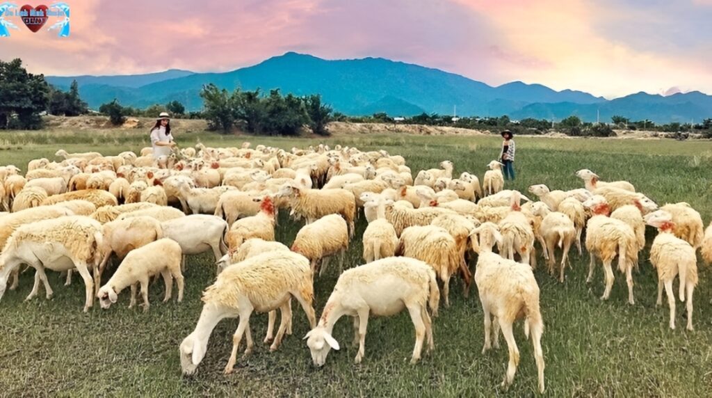 Đồng cừu suối tiên - Gọi tên một giấc mơ xanh giữa lòng ninh thuận