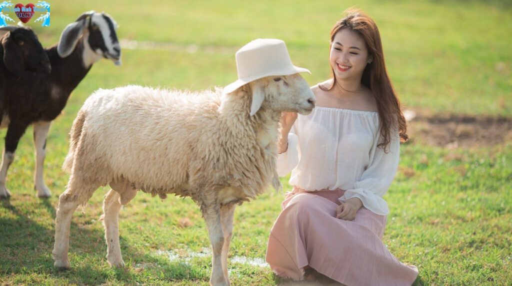 Đồng cừu suối tiên có gì đẹp?