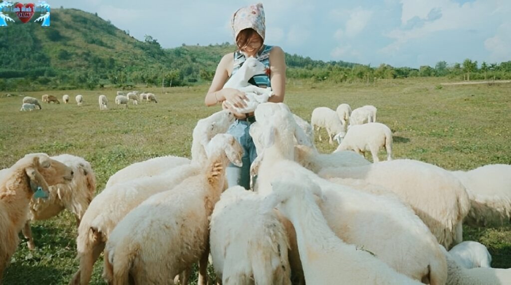 Trải nghiệm gì ở đồng cừu Suối Tiên?