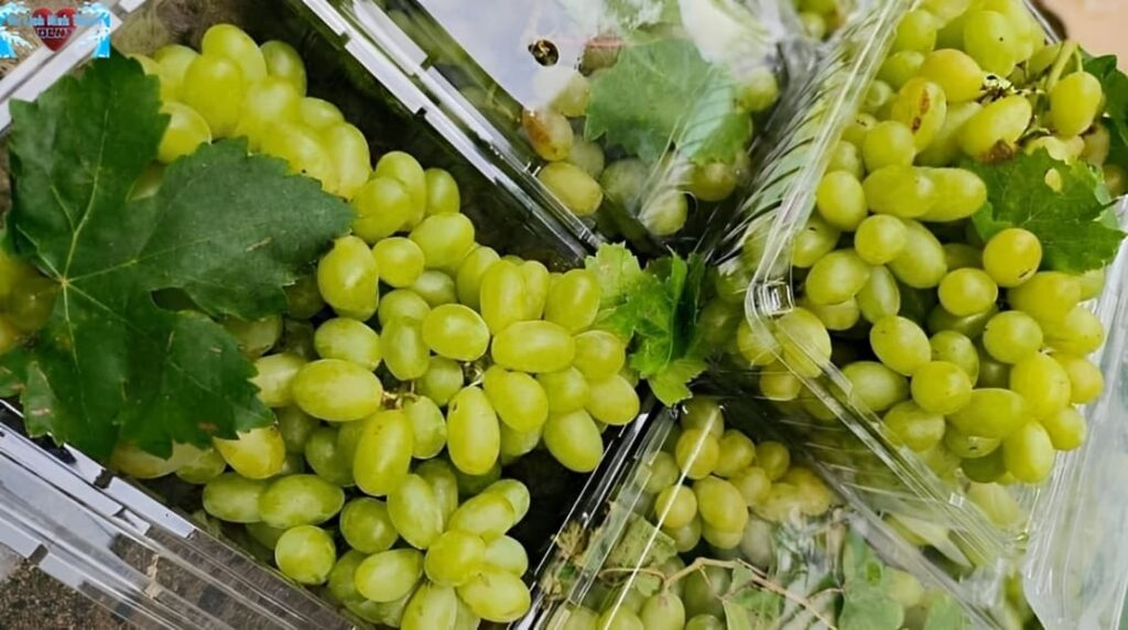 Mùi nắng thơm trên từng chùm nho chín