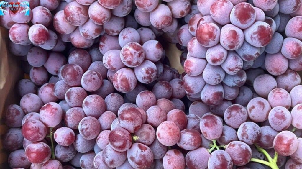 Vì sao nho Ninh Thuận lại nổi tiếng đến vậy?