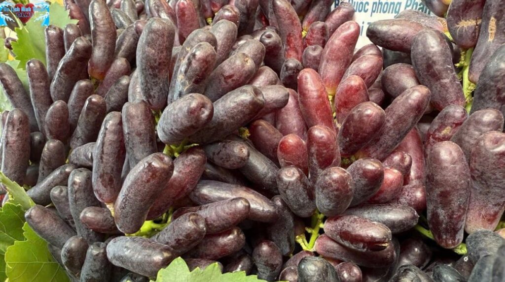 Về với vườn nho Ninh Thuận – Nơi trái ngọt gặp bàn tay chăm bón