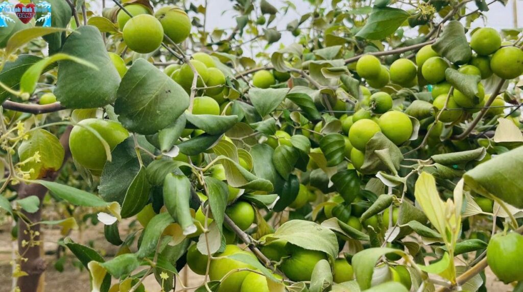 Trái ngọt của vùng đất thừa nắng, thiếu mưa