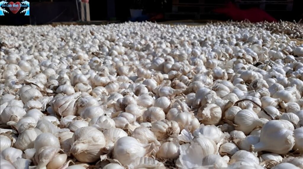 Tỏi Ninh Thuận và câu chuyện của đất khô cằn