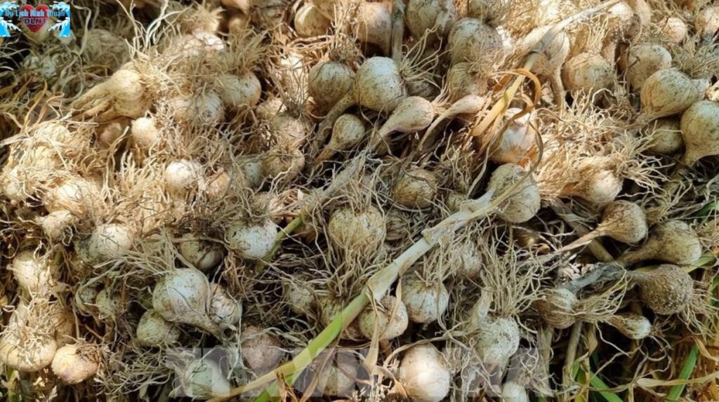Tỏi cô đơn – “Viên ngọc trắng” giữa lòng đất khô