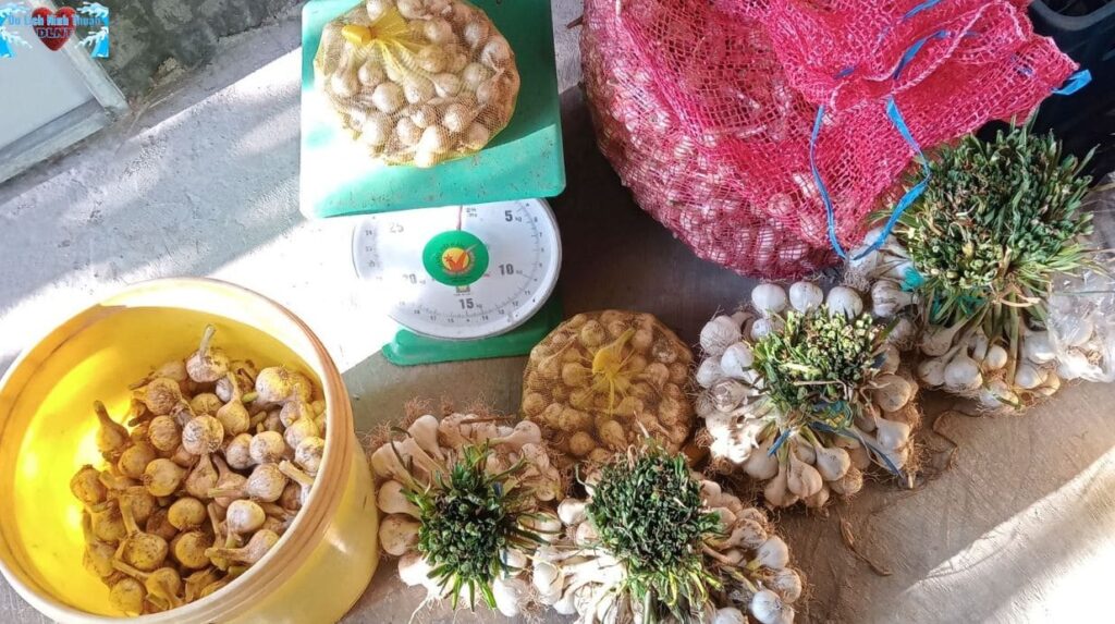 Mua tỏi ở đâu Phan Rang và làm món gì ngon?