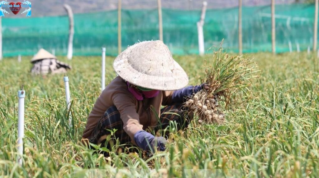 Điều gì làm nên hương vị khác biệt của tỏi Ninh Thuận?